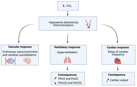 The Hypoxic Drive Is a Phenomenon in Which