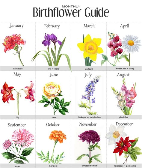 A Guide to Birth Month Flowers - BOXWOOD DRIVE | TIPSHEET | Birth ...