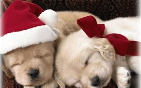 Puppy Christmas Wallpapers - Wallpaper Cave