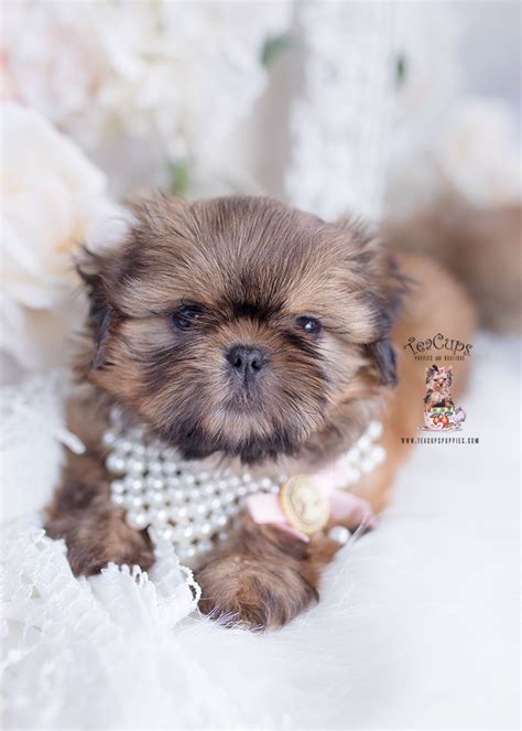 Golden Shih Tzu Breeder | Teacup Puppies & Boutique