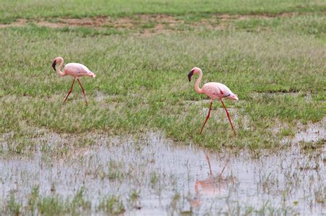 Lake Manyara National Park, Tanzania | Lesser flamingos, Lake Manyara ...