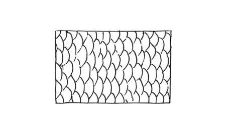 How To Draw Scales - Northernpossession24