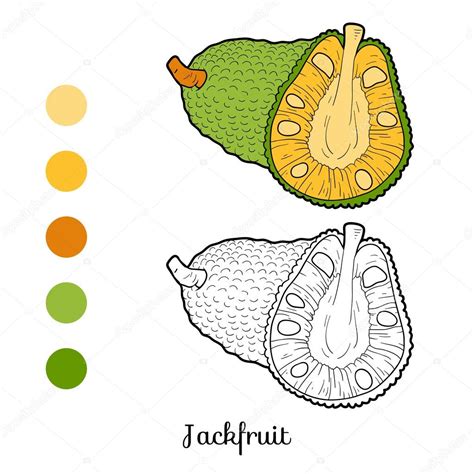 Jackfruit Drawing : Featuring over 42,000,000 stock photos, vector clip ...