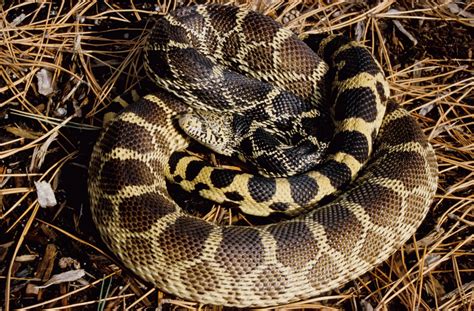 Bullsnake | Amphibians, Turtles & Reptiles of Nebraska | Nebraska