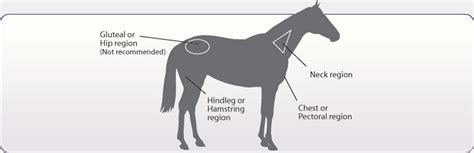 Vaccination Schedule for Horses