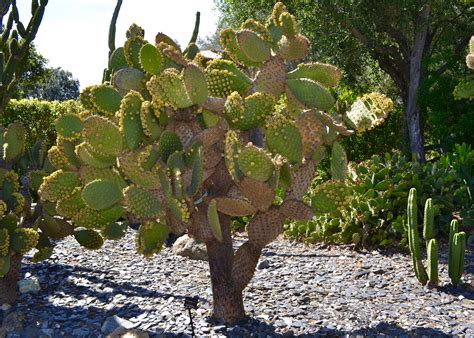 Opuntia galapageia at Lotusland | Plants, Cactus, Horticulture