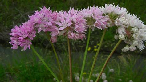 Maximizing Genetic Diversity for Plant Conservation - CPC