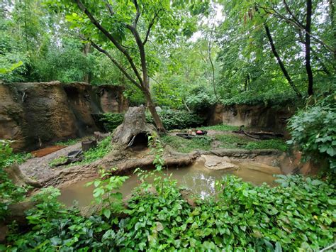 Aug. 2019 - River's Edge - South America - (Former Bush Dog) Capybara Exhibit - ZooChat Dog ...