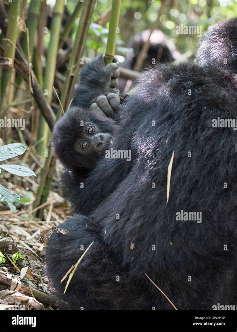 Baby Mountain Gorilla Rwanda Stock Photo - Alamy