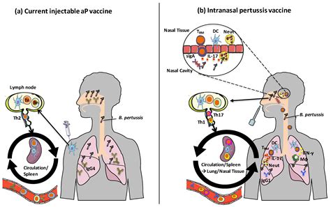 Bordetella Pertussis Bacteria Diagram