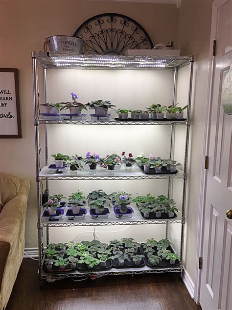 How To Grow Plants with LED Lights | African Violet Light Stand#african #grow #led #light # ...