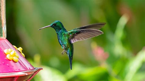 Hummingbird feeder mistakes – 5 common errors to avoid…