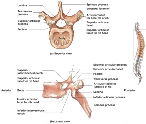 Superior Articular Facet