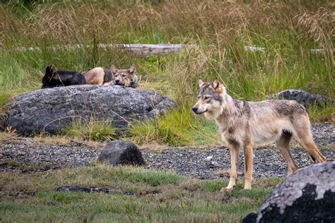 Coastal Wolves of British Columbia | Looking At Nature