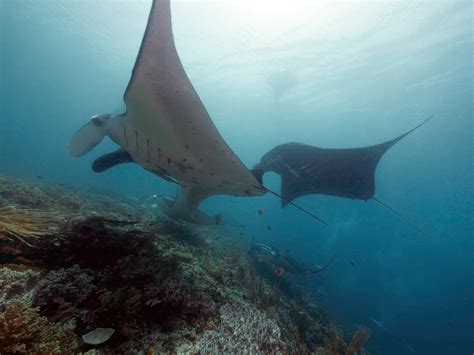 Reef manta ray social relationships depend on individual behavior ...