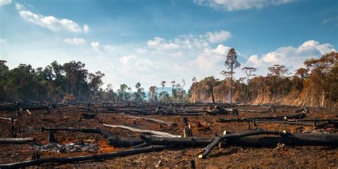 AFRICA: An international agreement to stop deforestation by 2030 | Afrik 21