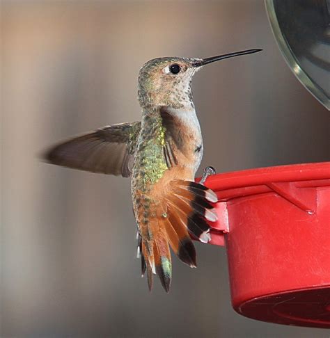 Rufous Hummingbird