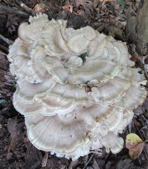 Maryland Biodiversity Project - Black-staining Polypore (Meripilus ...