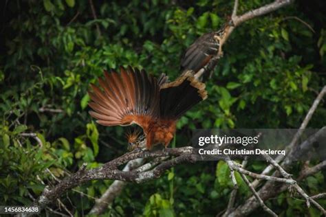 155 Tambopata Park Stock Photos, High-Res Pictures, and Images - Getty ...