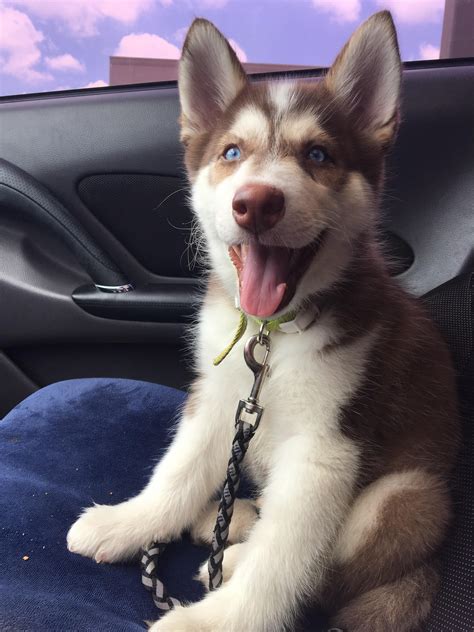 Mr. Baby blue eyes https://ift.tt/2M8fuC0 Cute Husky Puppies, Malamute Puppies, Super Cute ...