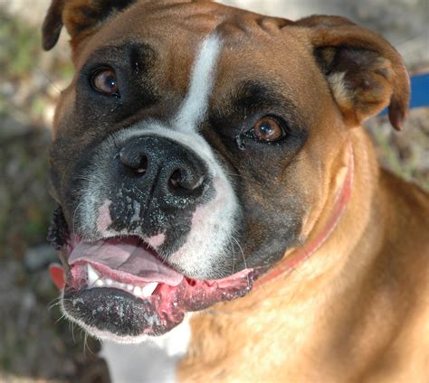 File:Boxer dog.jpg