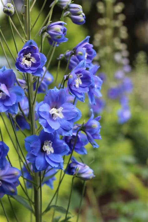 25+ blue delphinium varieties 💙 🌿 Grow and care for this vibrant, towering beauty