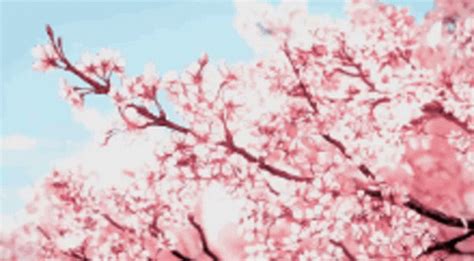 Cherry Blossom Petals Falling Gif