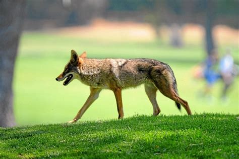 Urban coyotes are too smart to kill in Long Beach : longbeach