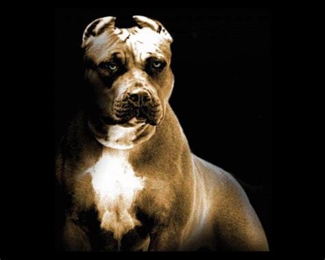 Pitbull Dog Wallpaper HD - WallpaperSafari