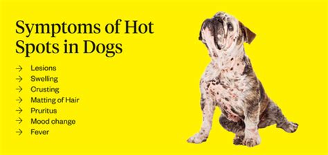 Hot Spot On Dog: Causes & Treatment | Dutch