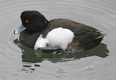 Pictures and information on Tufted Duck