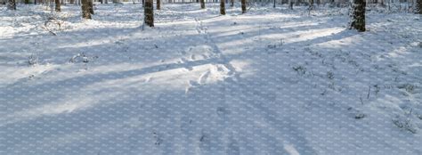 snowy forest ground with footprints - VIShopper