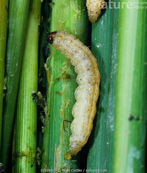 Stock photo of Asiatic stem borer / striped rice stem borer moth (Chilo supressalis ...