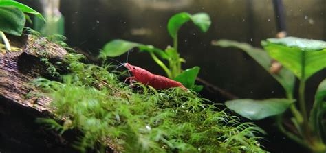 Red Cherry Shrimp - Care Guide | Shrimp Science