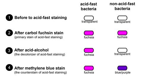 ACID FAST STAINING Acid Fast Organisms Bacterial Staining, 40% OFF