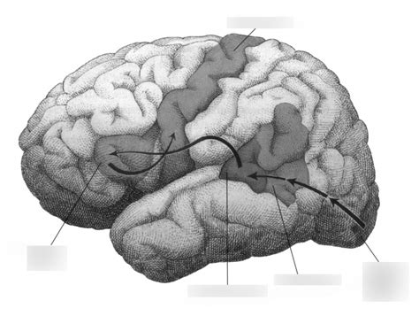 Cerebral Lateralization Diagram | Quizlet