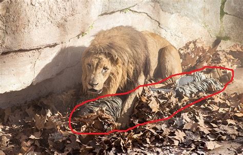 Christian Mauled by Lion After Trying ‘To Prove Lord Would Intervene and Save Him’… | News Today