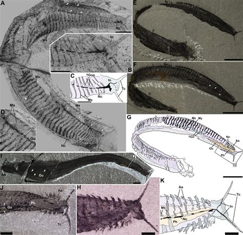 Flipping a famous fossil around reveals our earliest vertebrate ancestor, scientists say | CNN