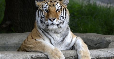 Detroit Zoo to expand, renovate tiger habitat