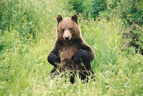 Discover Grizzly Bears Tour in Banff | Wildlife watching, Bear, Weird ...