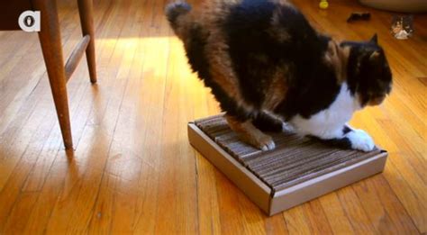 Easy To Make DIY Cardboard Cat Scratcher – iHeartCats.com – All Cats ...