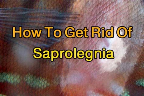 5 Methods To Get Rid Of Saprolegnia – Discus Saprolegnia Cure – Discus Rescue