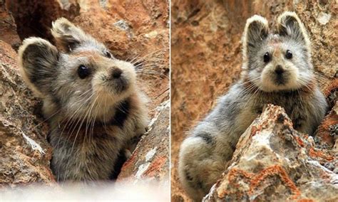 Introducing the Ili pika, aka the magic rabbit, the adorable endangered ...