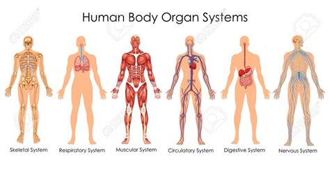 Human Body Systems, Skeletal, and Respiratory System Diagram | Quizlet