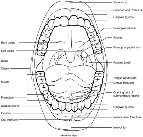 Oral Cavity: Anatomy, Functions, and Diseases | Medical Library