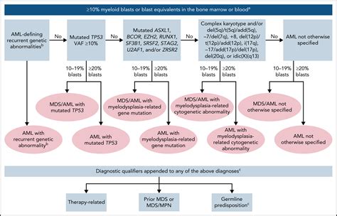 Acute myeloïde leukemie (AML) - Vademecum Hematologie