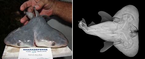 It's not just any two-headed shark. It's the rarest two-headed shark ever recorded | Science ...