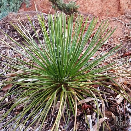 Agave geminiflora (Twin Flower Agave) | Fickle Prickles