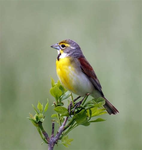 Dickcissel - eBirdr