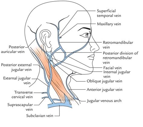 Superficial Veins of the Neck – Earth's Lab